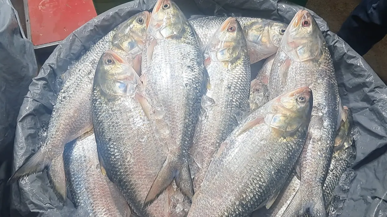 বেনাপোল দিয়ে সাড়ে ৩ লাখ কেজি ইলিশ আমদানি